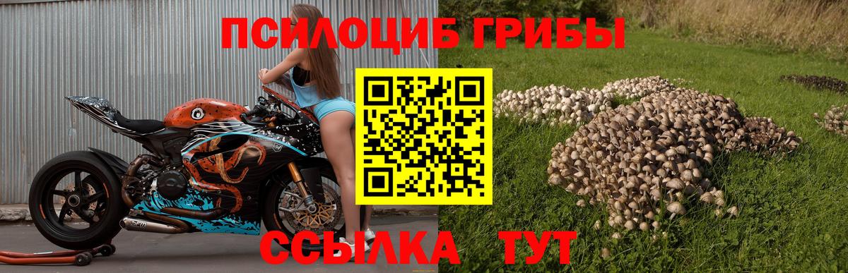 Галлюциногенные грибы Psilocybe Арзамас